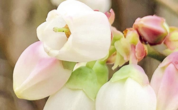 With delicate, blue-green foliage that turns vibrant red and orange in fall and white, umbrella-shaped flowers in spring, blueberries enhance any landscape.