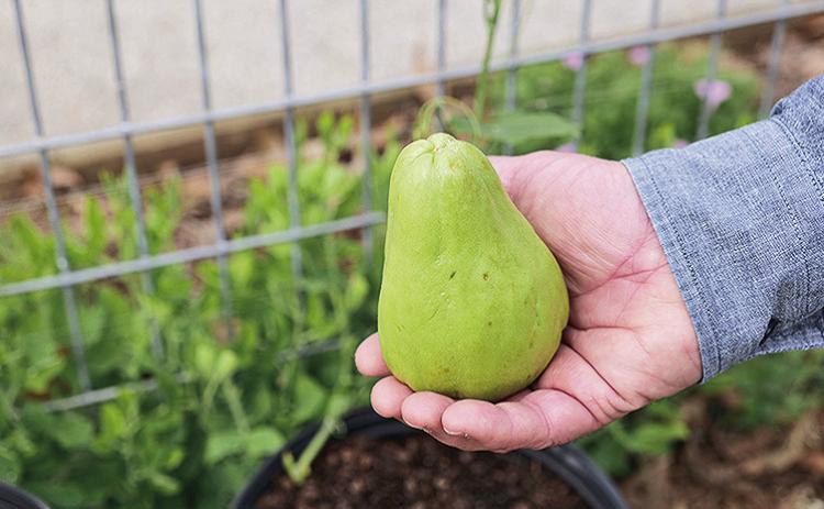 Mirlitons hold a special place in Louisiana’s culinary and horticultural heritage. Photo by Randy LaBauve/LSU AgCenter