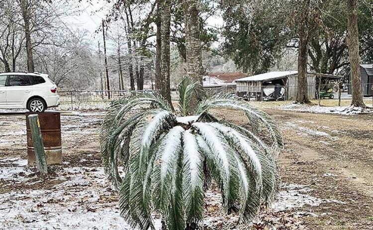 The Durr’s snow and ice-covered yard.