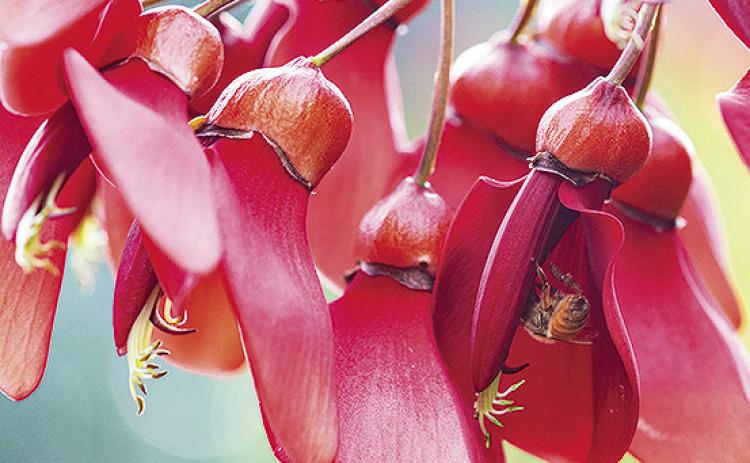 Crybaby or coral tree (Erythrina crista-galli) is a semi-tropical flowering tree native to Brazil with bright red flowers. It attracts hummingbirds in cycles from late summer into the fall. Watch out for large thorns on branches. Photo by Anne Donnarumma