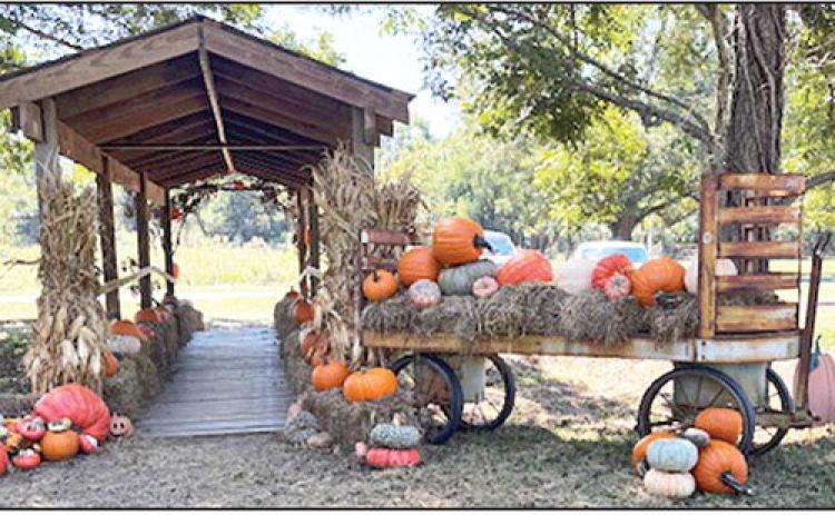 Pumpkin Patch at Pecan Row