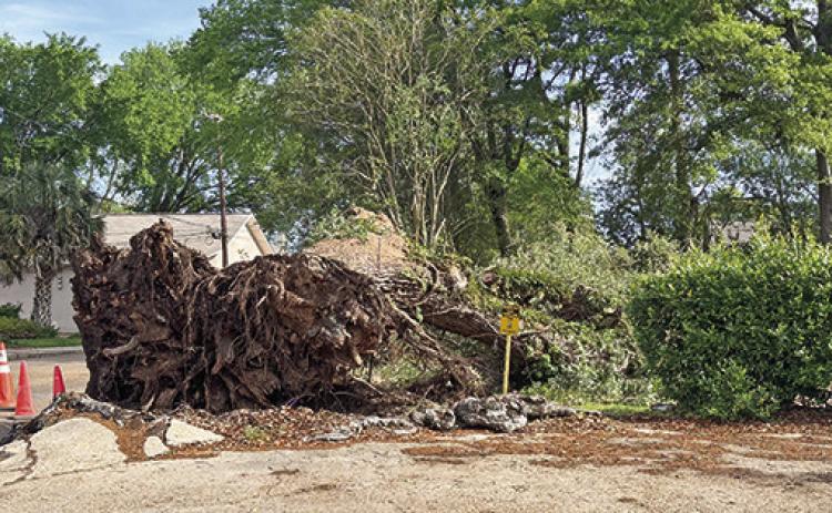 High winds ripped this large tree out of the ground Saturday afternoon in the 300 block of Rue Jefferson. Electrical service was interrupted but there was no serious damage to homes. Crews began clearing the debris Sunday morning.