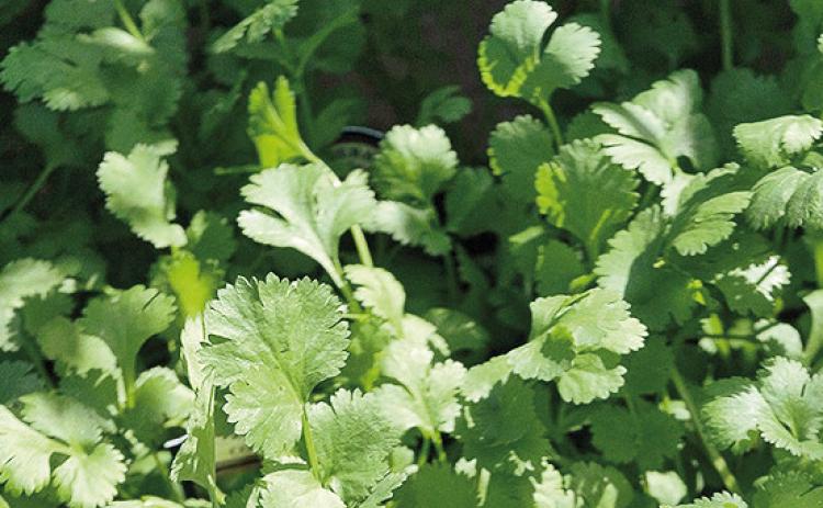 Grow, harvest, enjoy all parts of cilantro