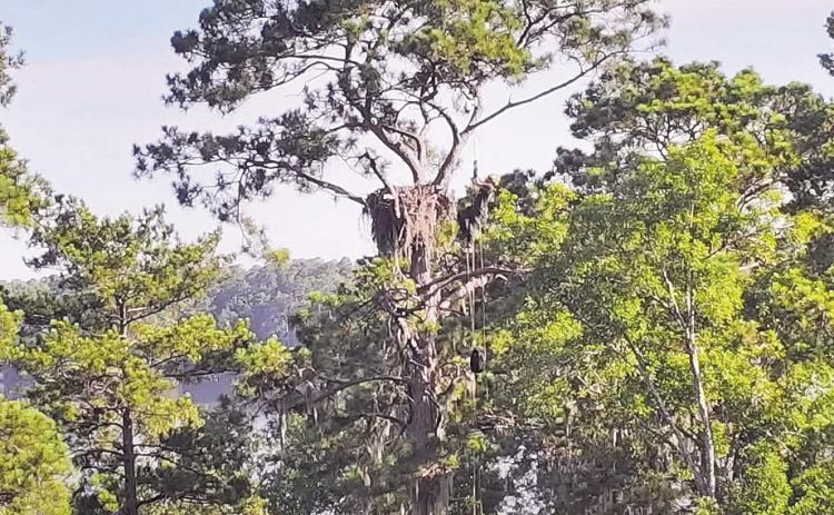 Cody Austell photographed this eagle’s nest on Kincaid Lake.