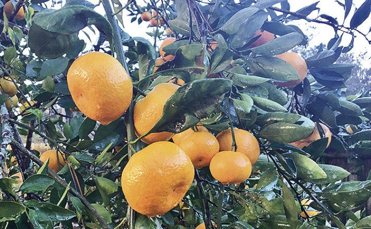 Satsumas ripen late summer through early winter depending on the cultivar.