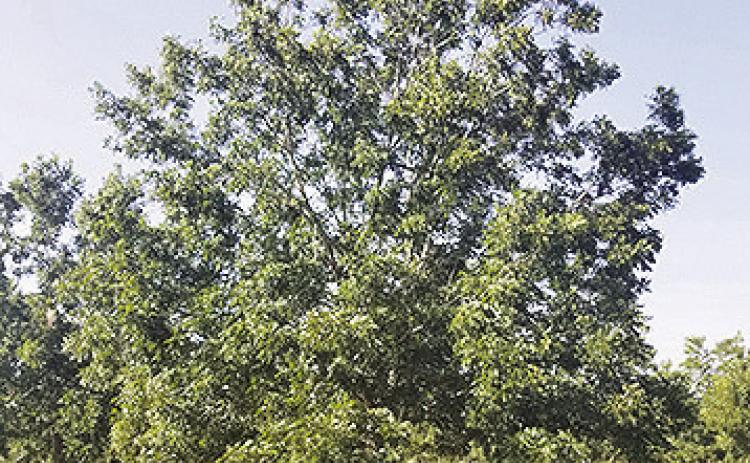 A pecan tree during Louisiana’s fall harvest season.