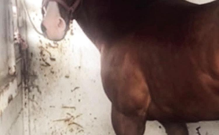 Quarter horse reported stolen from Old River Road property