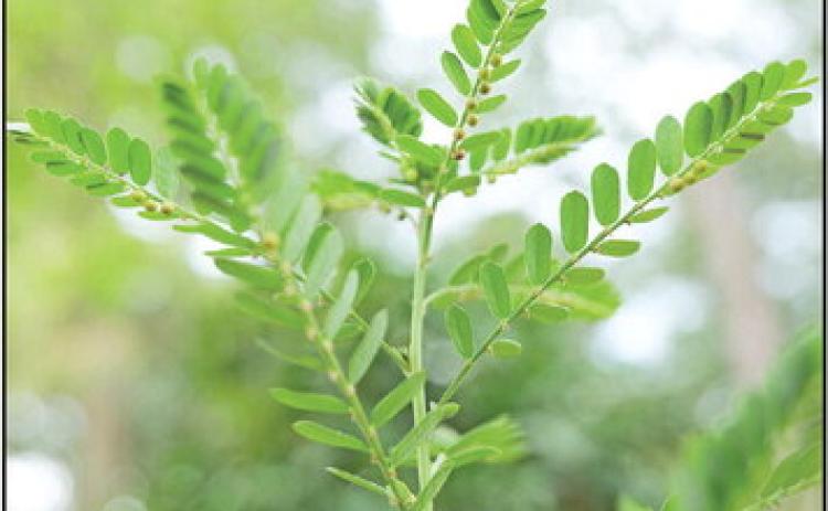 The undersides of chamberbitter leaves are lined with seed capsules. Photo by Randy LaBauve/LSU AgCenter