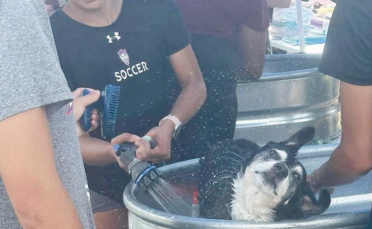 NSU soccer team and NCHS volleyball team assist FAUNA volunteers in bathing our furry friends of all sizes and ages during Saturday’s monthly bath day to raise funds to continue FAUNA’s mission.