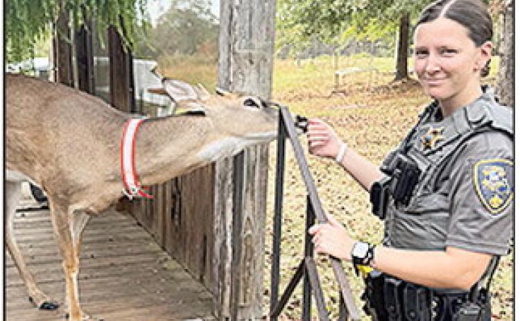 NPSO Deputy Andrea Coon said dealing with a deer that took up residence on a resident’s porch to be “challenging.”