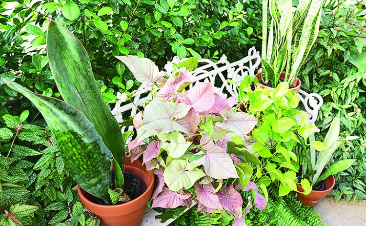 Many popular indoor plants, such as the snake plant seen at right, prefer to be watered only occasionally. Photo by Randy LaBauve/LSU AgCenter