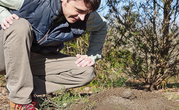LSU AgCenter entomologist Aaron Ashbrook observes an ant mound at the AgCenter Botanic Gardens at Burden in Baton Rouge.