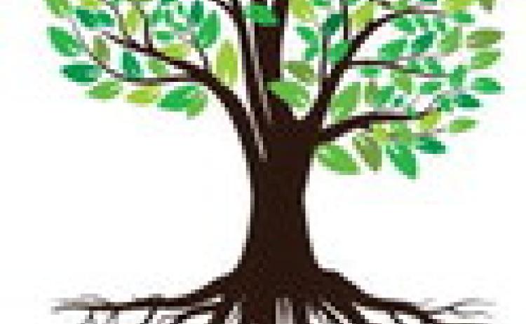 Avoid Tree Root Conflicts