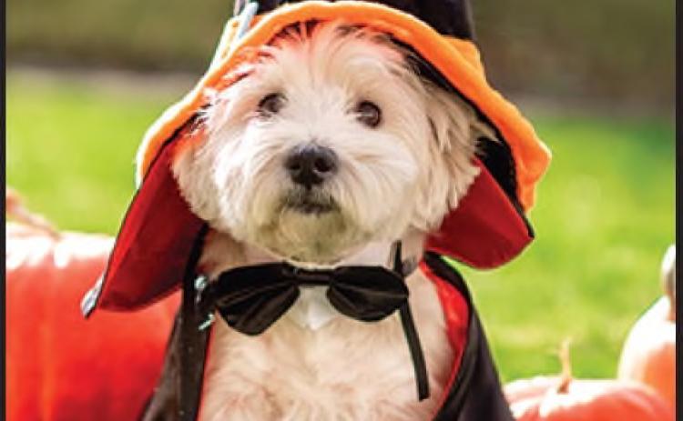 Keep pets safe this Halloween