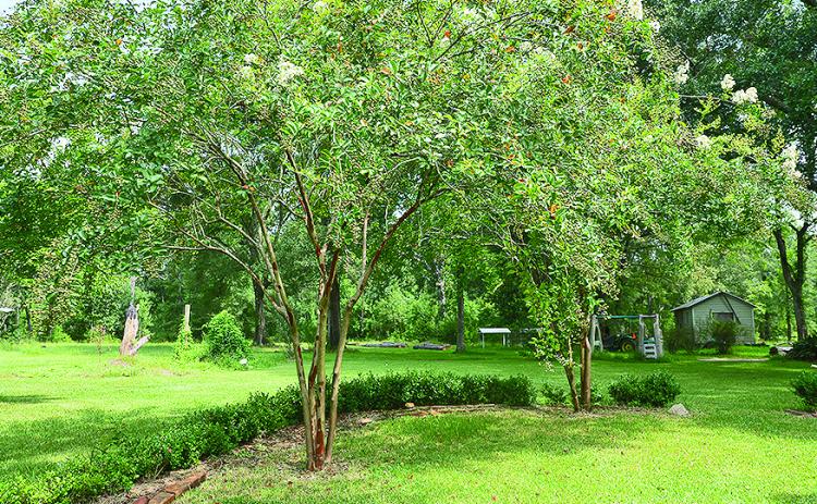 Crape myrtles are staples of Louisiana landscapes. This time of year, they often are affected by a disease called Cercospora leaf spot.