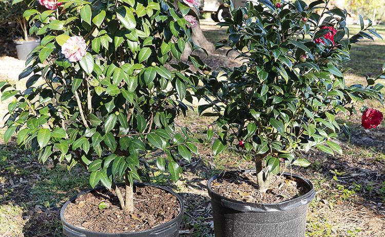 Camellia japonicas are a favorite in Louisiana landscapes. These evergreen shrubs produce colorful flowers in the winter, which also is a great time to plan them. Photo by Olivia McClure/LSU AgCenter