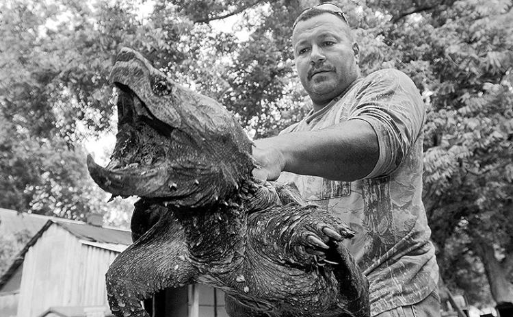F.J. Dephin holds an alligator turtle. Delphin and his wife Nicol are to be named Louisiana Tradition Bearers by the Louisiana Folklife Commission.
