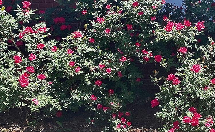 Natchitoches In Bloom