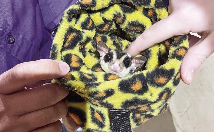A sugar glider, one of the more unique animals at the farm, offers students the chance to learn about exotic-pet care and handling.