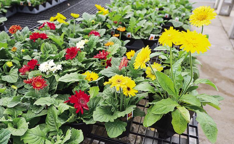 Plant gerbera daisies in full to partial sun.