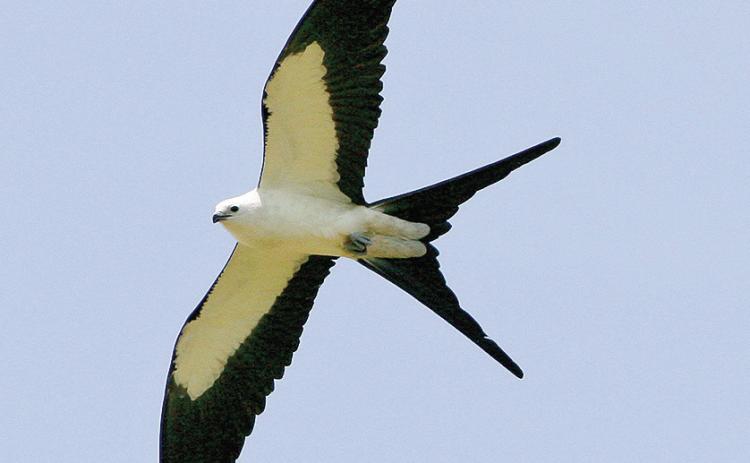 Conservationists request sighting reports of rare bird of prey
