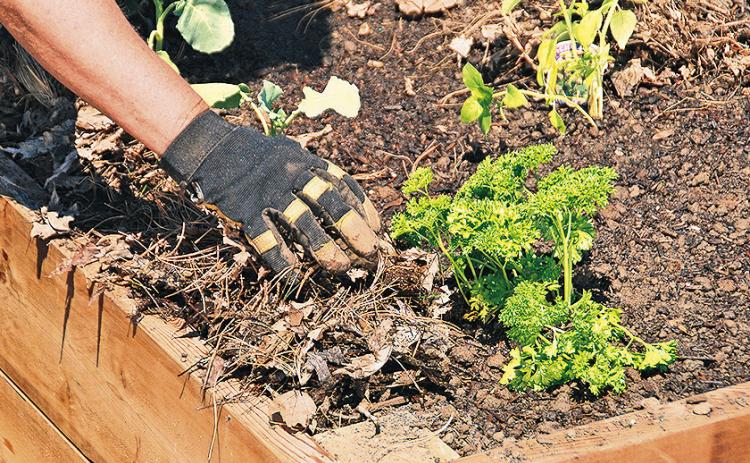 Spreading organic mulch over the soil surface helps conserve moisture, suppress weeds, moderate soil temperatures, protect the soil during heavy rains, and improve the soil as it breaks down. Besides all these benefits you’ll be burning calories and strengthening your muscles. Photo courtesy of MelindaMyers.com