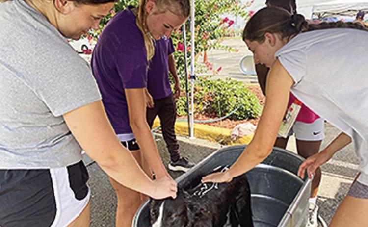Pups in the Tub