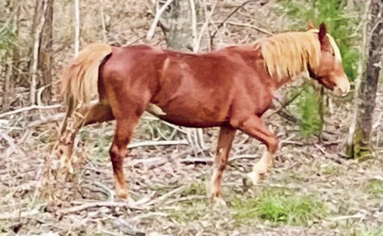 These two wild mustangs were spotted on Hwy. 118 near Tracey Wyble’s place Tuesday. This photo of a wild mustang was taken Wednesday north of Kisatchie on Hwy. 117.