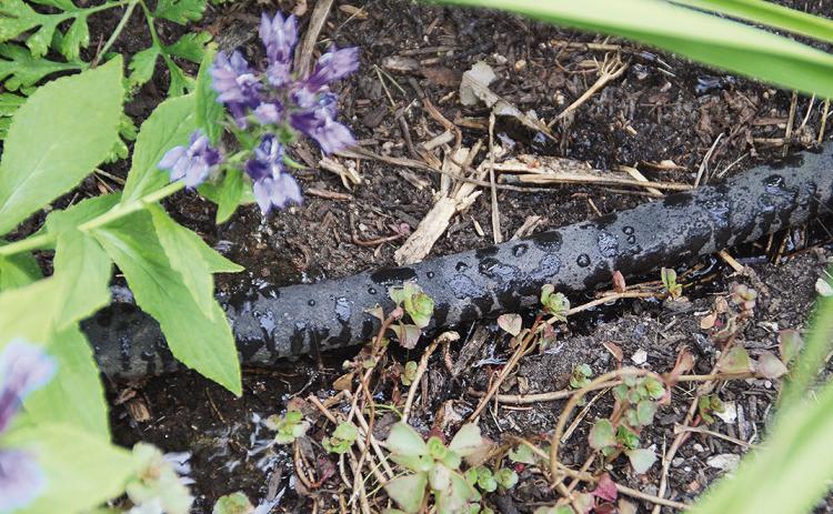 Photo cutline: Soaker hoses and drip irrigation save water by applying it directly to the soil where it is needed. Photo credit: www.MelindaMyers.com