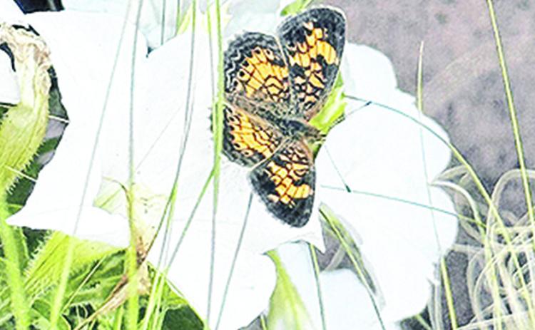 A Pearl Crescent butterfly on a firefly petunia.