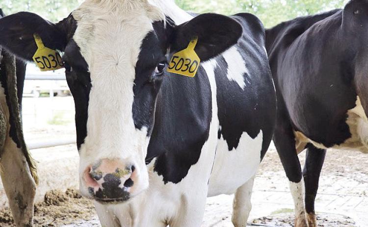 New vaccine against bovine respiratory disease (BRD) and related illnesses developed for cattle.