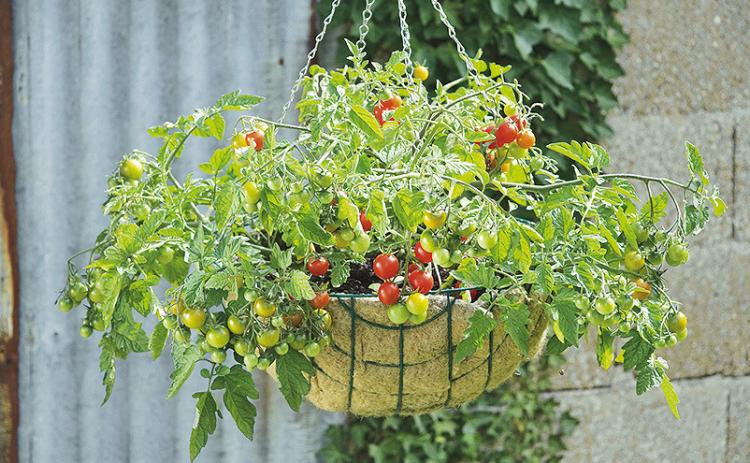 Tips for Selecting the Best Tomatoes for Your Garden