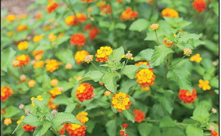 Lantana leaves have a velvety feel and a distinct scent. These traits help deter deer.