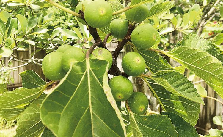 Green fig clusters form on new growth from spring and early summer.