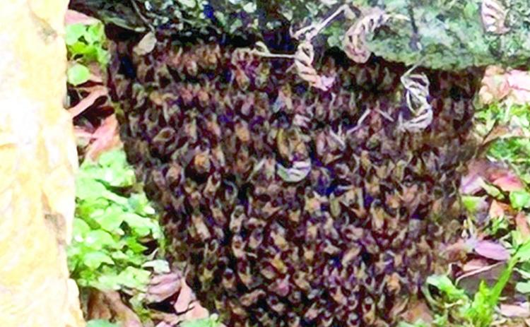 Need a Beekeeper?