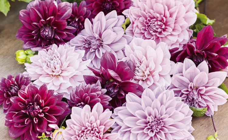 Dahlias come in various colors, shapes, and sizes making them easy to include in any garden, container, and bouquet