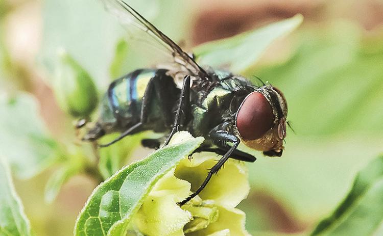 The New World screwworm is the larvae of the fly Cochliomyia hominivorax. It was recently detected in Mexico near the Guatemala border and could have devastating impacts on livestock and wildlife in the United States, said Christine Navarre, LSU AgCenter extension veterinarian. Adobe Stock photo