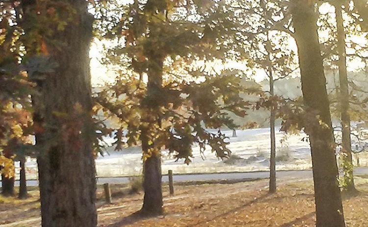 Look through the trees to see the first fall frost that was on Nov. 27 near Robeline. Frost is predicted when air temperatures reach 32°F (0°C), but also a frost may occur even when air temperatures are just above freezing due to open exposure to the clear night sky, which exposes surfaces to radiative cooling according to the Farmers Almanac. Helen Dalme snapped this photo to share with our readers.