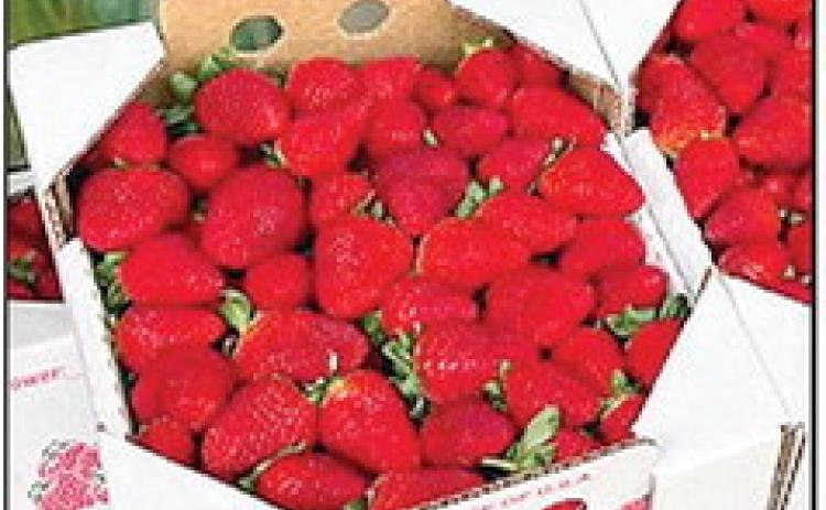 Louisiana Strawberry: small fruit, big impact, premiers March 3 on LPS
