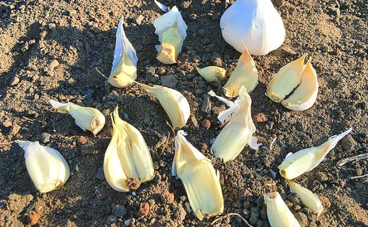 Separate garlic cloves right before planting and plant the largest cloves with their papery covering.