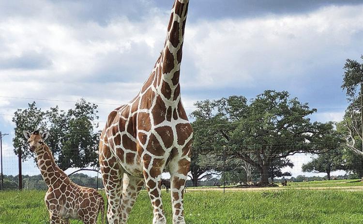 Baby Giraffe born at Global Wildlife Center day before hurricane Francine