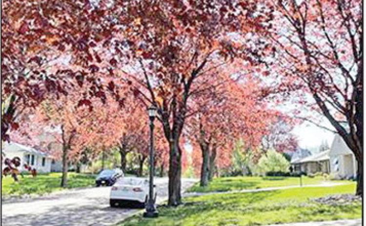 Norway maples providing shade and cooling the yards, sidewalk and street.