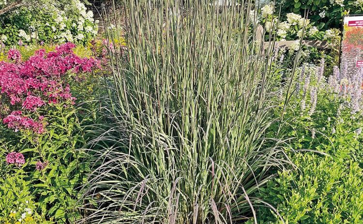 Blackhawks big bluestem grass surrounded by garden phlox, Agastache, coreopsis and panicle hydrangea. Photo courtesy of MelindaMyers. com