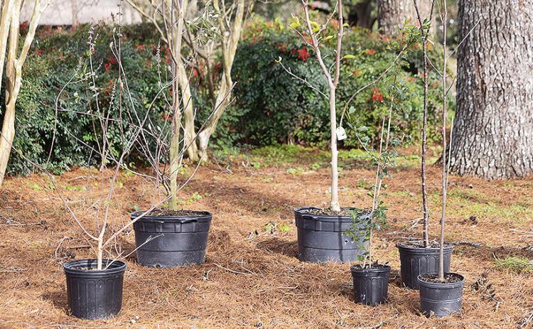 Many types of trees can be planted into Louisiana landscapes this time of year. Pictured here, from left, are vitex, two types of Japanese magnolia, American holly, Taiwan cherry and tulip poplar. Photo by Olivia McClure/LSU AgCenter