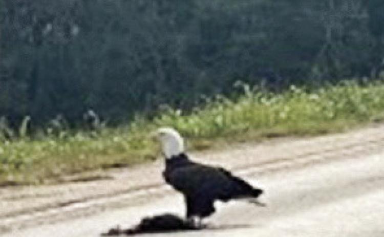 Spots Eagle!