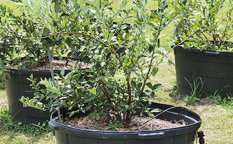 You can grow almost anything in containers. Photo by Randy LaBauve/LSU AgCenter