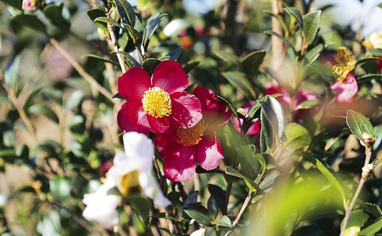 Sasanquas are available in a wide range of colors. Yuletide has deep, reddish pink blooms.