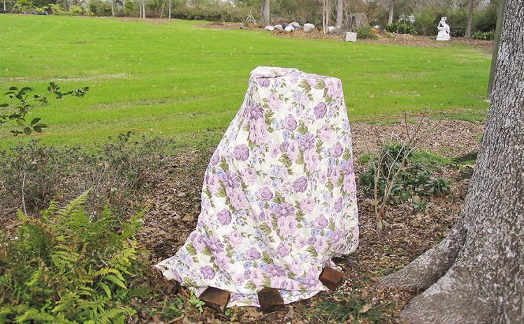 Items such as sheets and blankets can be used to cover plants during a freeze. It is important that the cover contacts the ground and is secured in place with objects such as bricks. LSU AgCenter file photo