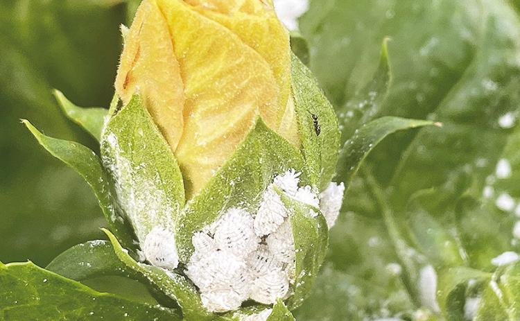 Mealybugs are often found on the leaves, stems and flower buds of your plants.