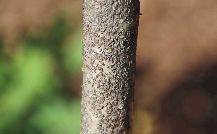 This lilac is infested with scale insects that form a grayish to dark brown protective covering called a test that resembles an oyster or mussel shell. It is an insect pest of more than 130 species of plants.